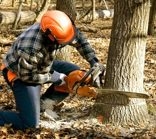 Tree Removal in Lyerly, GA